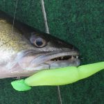 plomb sabot vert fluo